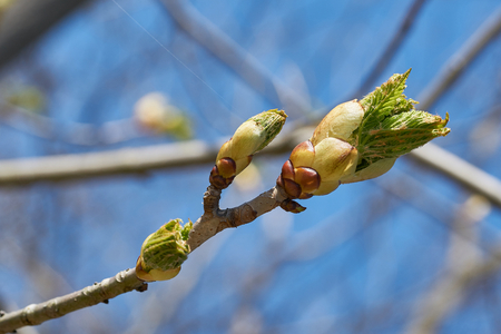 Buds on a chestnut tree in springの写真素材