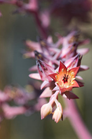 Flowers of an Echeveria gibbifloraの写真素材