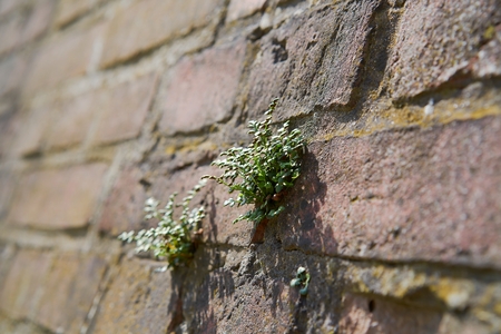 plant on a wallの写真素材