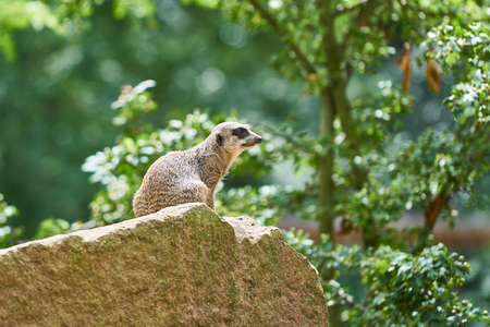 a meerkat sitting on a rockの写真素材