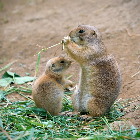 Prairie dog mother and her cubの写真素材