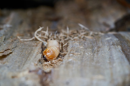 Larva of a large poplar longhorn beetle (Saperda carcharias) in the wood of a poplar tree