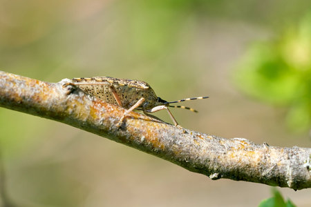 Mottled Shieldbug (Rhaphigaster nebulosa) on a hawthorn in spring