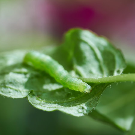 Green caterpillar on a peppermint plant in summer