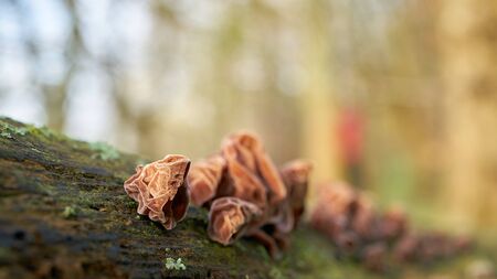 Judas ear (Auricularia auricula-judae) on a dead tree trunk in the forestの写真素材