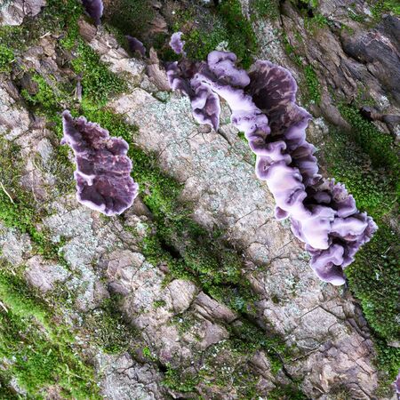 Silverleaf Fungus (Chondrostereum purpureum) on the bark of a tree in the forestの写真素材