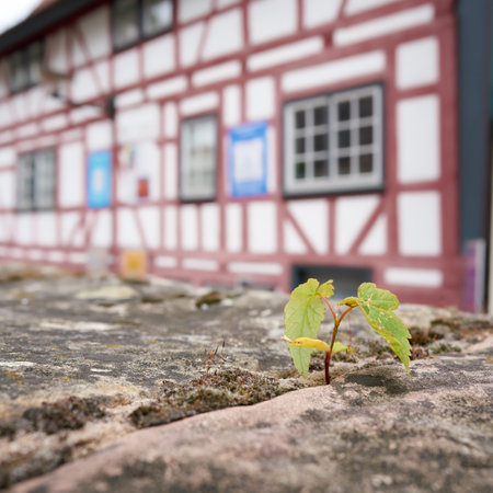Survival of a plant in the old town of Schmalkalden in Thuringia