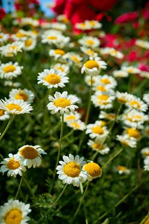 Flowering marguerites in a garden in summerの写真素材