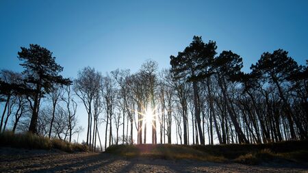 Coastal forest on the shore of the Baltic Sea near Warnemünde in Germanyの写真素材