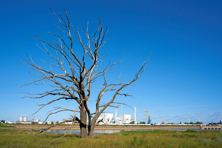Dead tree on the banks of the Elbe near Magdeburg. In the background the industrial area Rothensee.