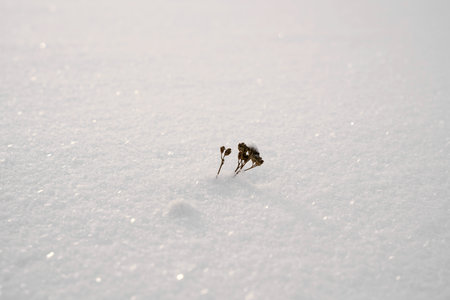 snowed-in plant on a meadow in winterの写真素材