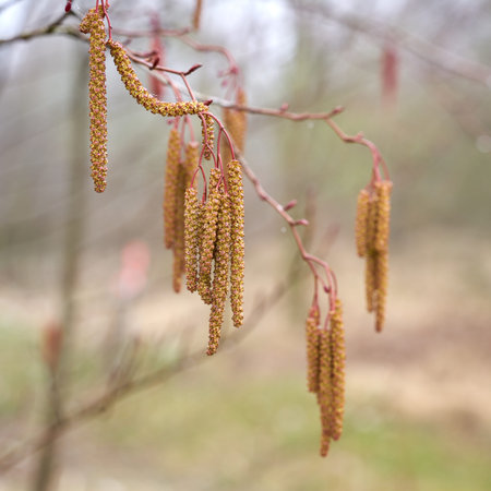 Male flowers of a gray alder (Alnus incana) at the time of pollen flight in spring at a lake
