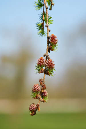 Young female cones of a Japanese larch (Larix kaempferi) in spring in a park near Magdeburg in Germanyの写真素材