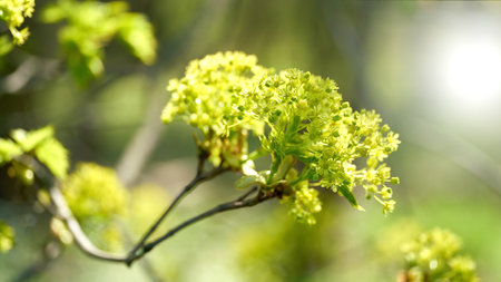 Inflorescence of a Norway maple (Acer platanoides) in a forest in springtimeの写真素材