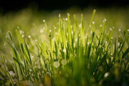 Grass with dew drops on a meadow in the early morning at sunriseの写真素材