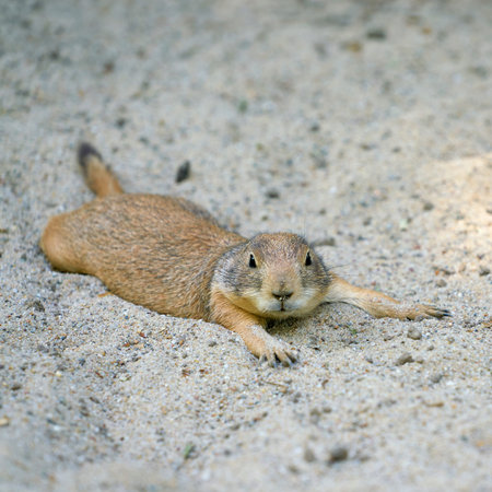Black-tailed prairie dog (Cynomys ludovicianus) lying in the sand and resting on a hot summer day