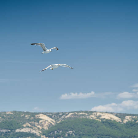Seagulls fly after a boat near the island of Rab on the Adriatic Sea in Croatiaの写真素材