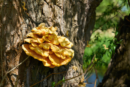 bright yellow common sulfur fungus Laetiporus sulphureus on the trunk of an old willow tree
