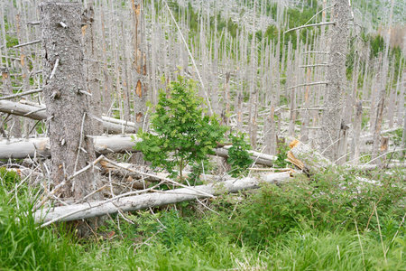 between dead spruces at the Brocken near Ilsenburg in the Harz national park a new natural forest...
