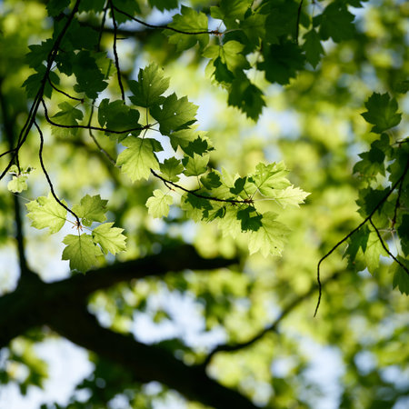 young green leaves of a rare wild service tree, Sorbus torminalis in sunshine in springtime