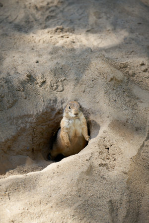 Vigilant prairie dog, Cynomys ludovicianus looks out of its den and keeps watch for enemies