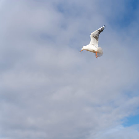 Black-headed Gull, Chroicocephalus ridibundus in the sky at the Polish Baltic Sea shortly before...