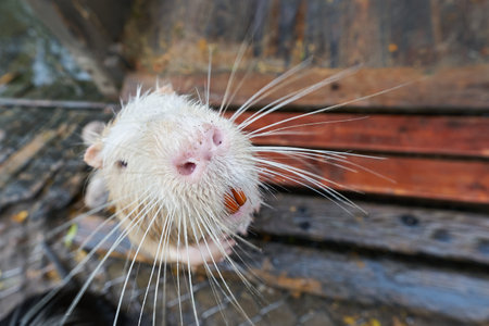 Close-up of an albino nutria, Myocastor coypus in a public park in Germanyの写真素材