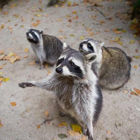 Begging raccoon family on an evening visit to a farm in Germanyの写真素材