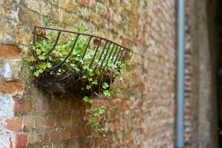 Kenilworth ivy, cinnamon herb, Cymbalaria muralis, as decoration in a basket in the old town of Bruges in Belgiumの写真素材