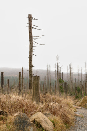 Hiking trail through a forest of dead spruce trees destroyed by the bark beetle at the foot of the Brocken near Schierke in the Harz National Park in Germanyの写真素材