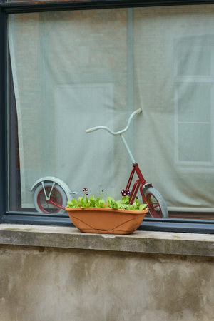 Flowers as decoration on a windowsill and a scooter behind a window pane in Bruges, Belgiumの写真素材