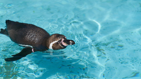 a swimming Humboldt penguin, Spheniscus humboldtiの写真素材