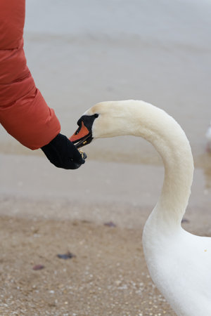 A swan on the beach of the Polish Baltic Sea coast near Swinoujscie is fed by a personの写真素材