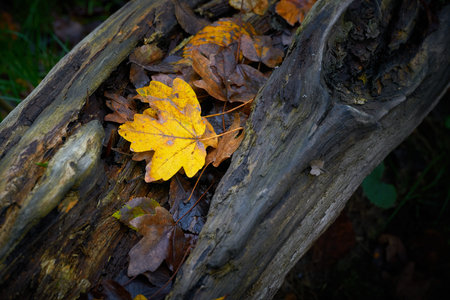 Leaves of a field maple, Acer campestre, with bright fall color on a tree trunk in autumn in the forestの写真素材
