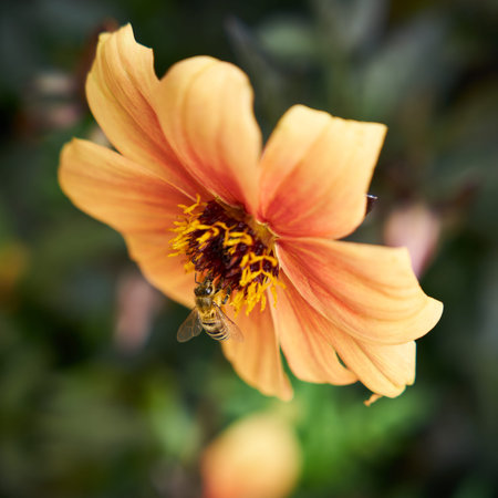 Bee on the blossom of a flowering dahlia in summerの写真素材