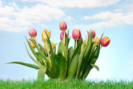 Tulips shoot from the ground Blue sky with little clouds in the background zheの写真素材
