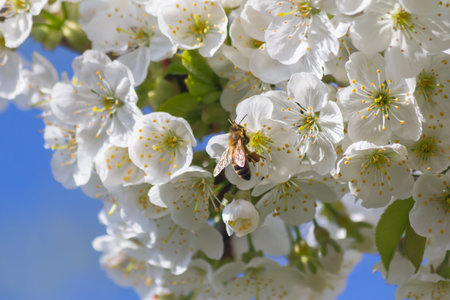 Bees pollinate cherry blossoms in late april