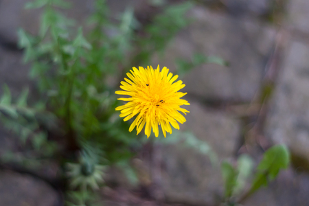 Dandelion with small bugs growing on the pavementの写真素材
