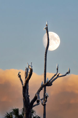 Little Corellas (Cacatua sanguinea) on a tree during sunset, Kakadu National Park, Northern Territory, Australiaの写真素材