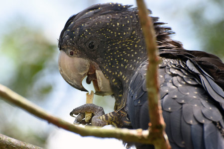 The red-tailed black cockatoo (Calyptorhynchus banksii), also known as the Banksian or Banks' black cockatoo, is a large black cockatoo native to Australiaの写真素材