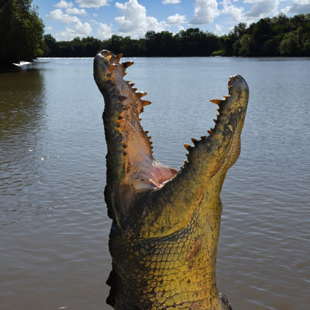 jumping adult salt water crocodile at Adelaide River in Australia's outback, Northern Territoryの写真素材