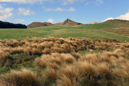 landscape with common Red Tussock Grass (Chionochloa rubra) abounds in the Otago region grasslands, South Island, New Zealandの写真素材