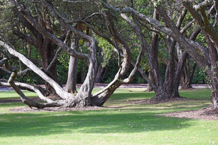 a trunk grown from a fig tree (ficus macrophylla) in Auckland, North Island, New Zealand