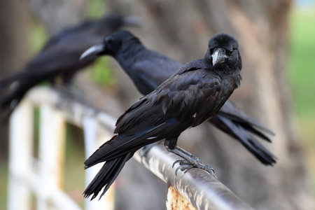 sitting crows, seen in the Lumphini Park, Bangkok, Thailandの写真素材
