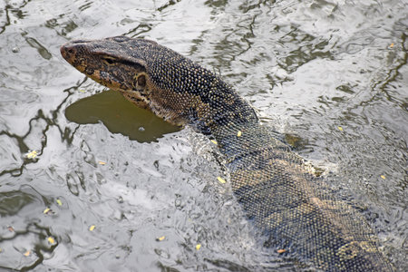 Asian water monitor lizard (Varanus) in its natural environment, seen in the Lumphini Park, Bangkok, Thailandの写真素材