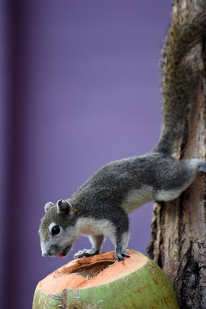 Squirrel on a coconut, seen in the Lumphini Parkの写真素材