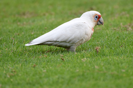 little Corella (Cacatua sanguinea) in Albert Park, Melbourne, Australiaの写真素材