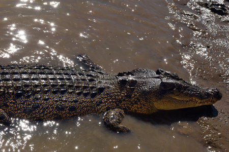 A ferocious Saltwater Crocodile (Crocodylus porosus) at Adelaide River in Australia's outback, Northern Territoryの写真素材