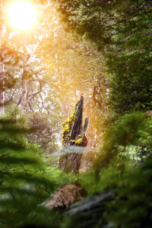 Australian natural rain forest along the Great Ocean Road, South Australia, Victoriaの写真素材