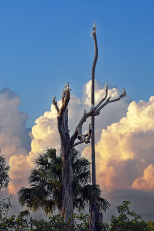 Little Corellas (Cacatua sanguinea) on a tree during sunset, Kakadu National Park, Northern Territory, Australiaの写真素材